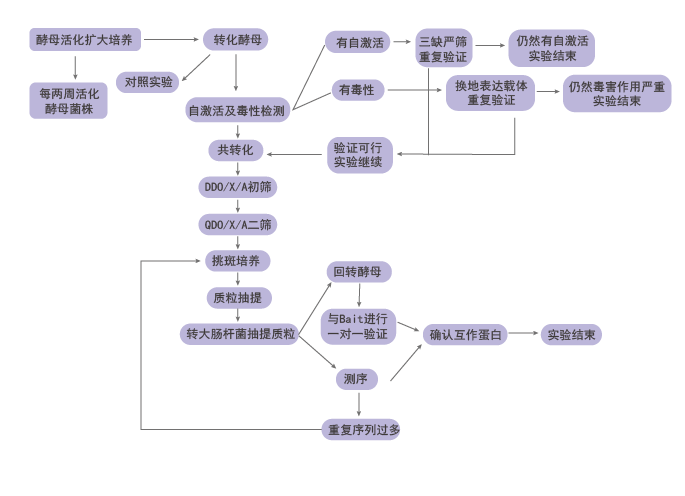 酵母双杂交实验流程