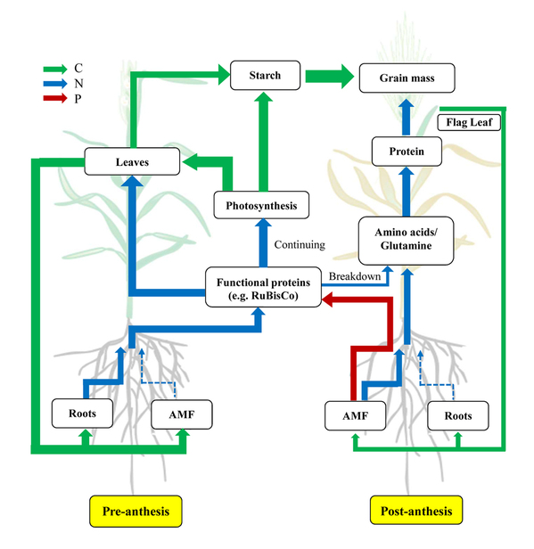 小麦花前与花后根系和AMF之间的C/NP交易概念模型