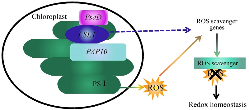 LSL1通过与PAP10和PsaD互作来共同维持叶绿体和细胞正常发育