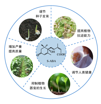 脱落酸的应用