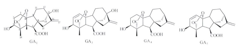 赤霉素生物合成