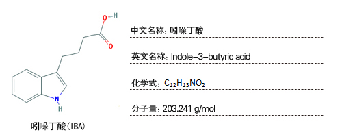 吲哚丁酸检测