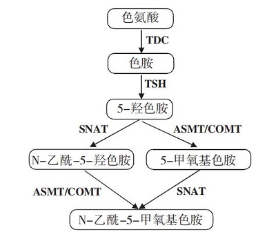 褪黑素在植物体内的合成途径