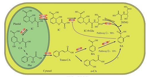 植物中SA的合成路径