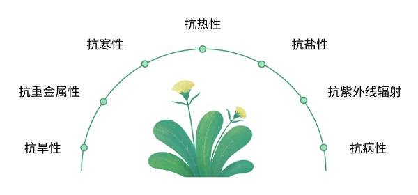 SA对植物抗逆性的影响