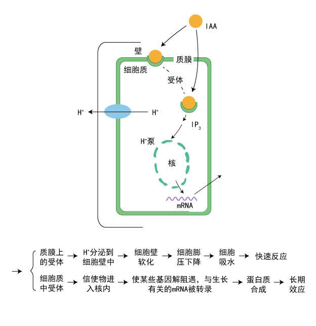 生长素促进生长的作用方式示意图