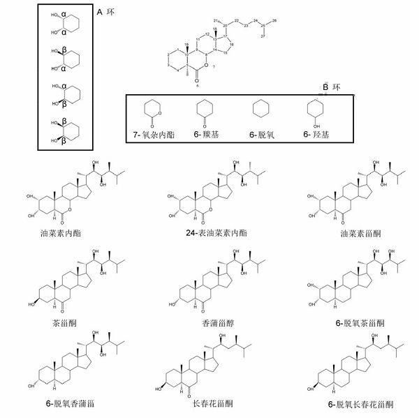 油菜素甾醇类化合物(BRs)的结构