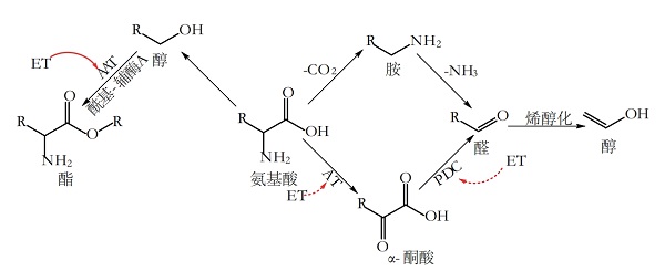 乙烯在氨基酸代谢途径中的作用