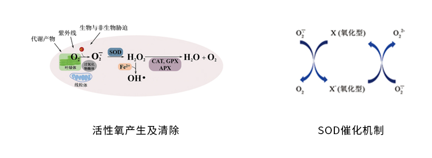 超氧化物歧化酶（SODs）催化超氧阴离子自由基转化为过氧化氢和氧分子