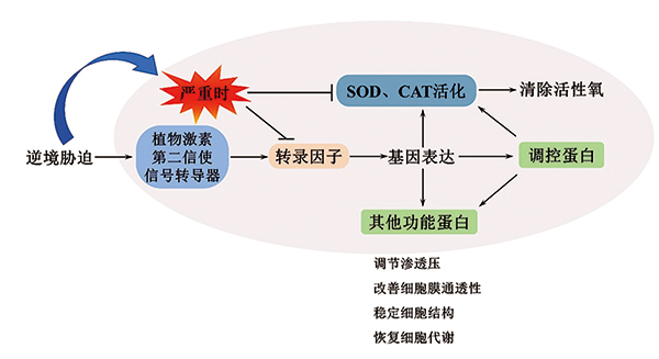 sod在细胞和生命分支中的分布