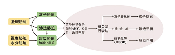 拟南芥超氧化物歧化酶的初级结构示意图