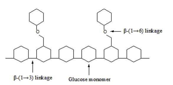 （1→3）β-葡聚糖片段与（1→6）分支的结构