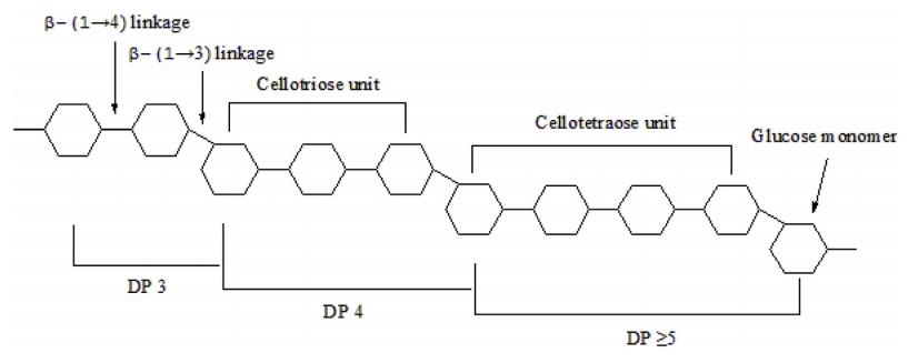 （1→3）β-葡聚糖片段与（1→6）分支的结构