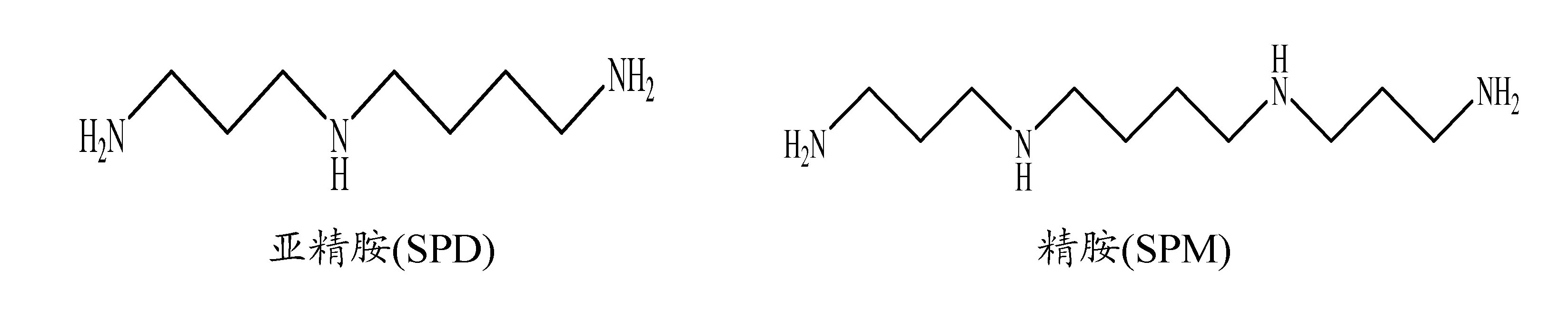 精胺和亚精胺的结构