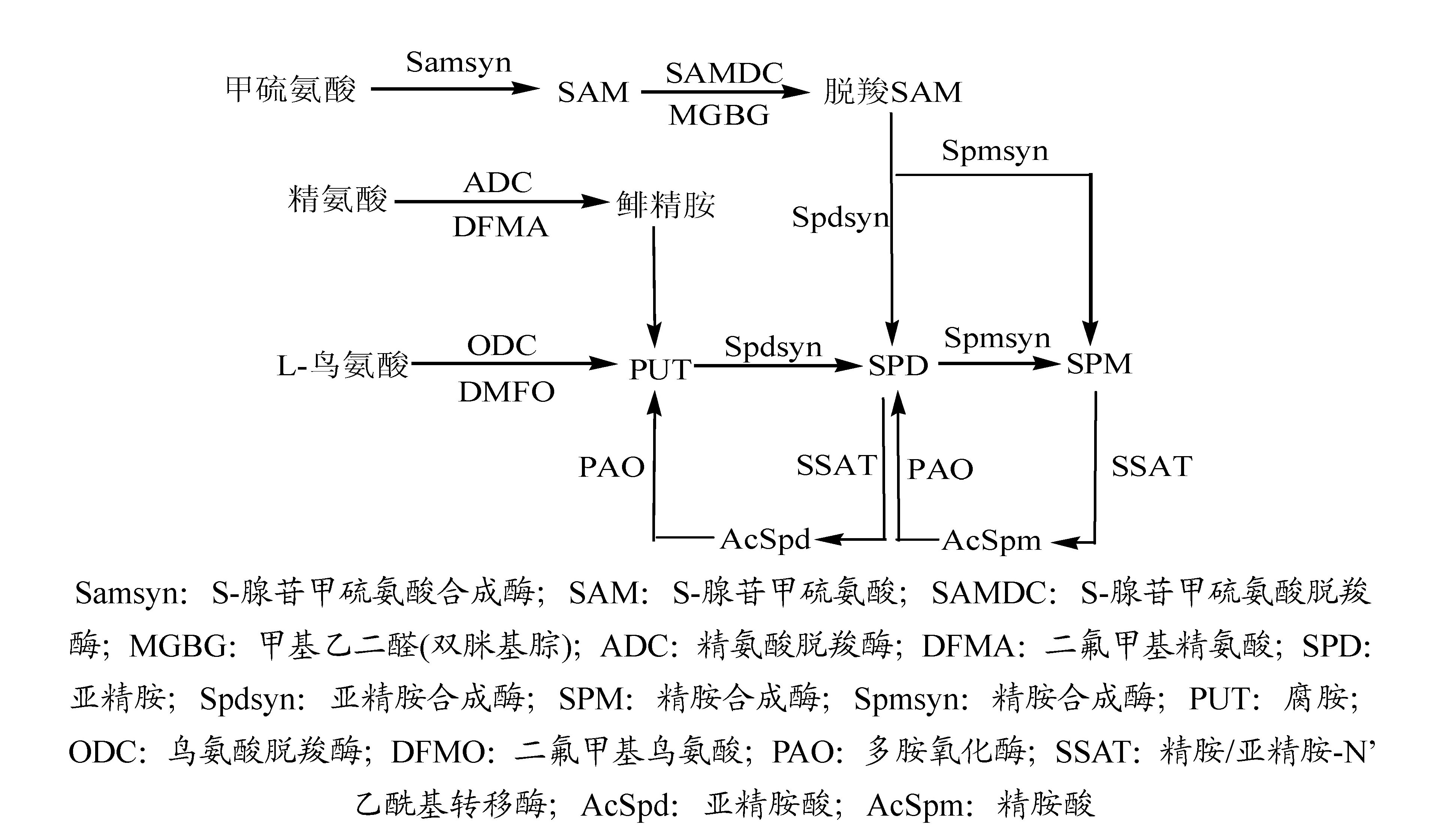 多胺的生物合成