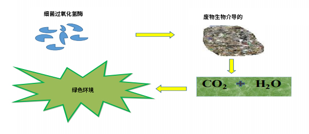 简单生物修复过程