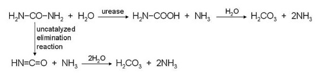 尿素的酶解裂解
