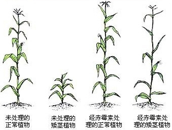 赤霉素处理前后