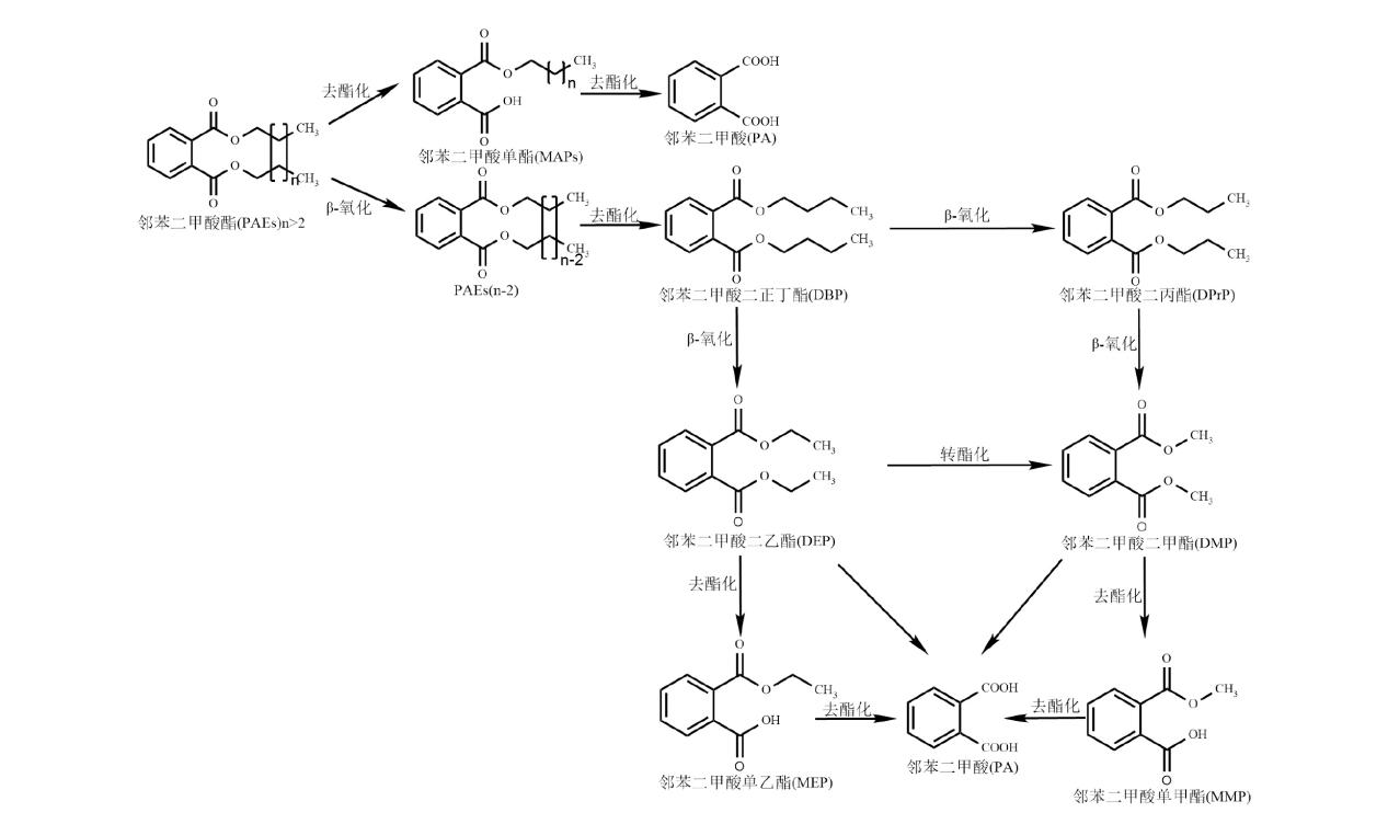 邻苯二甲酸酯的水解途径