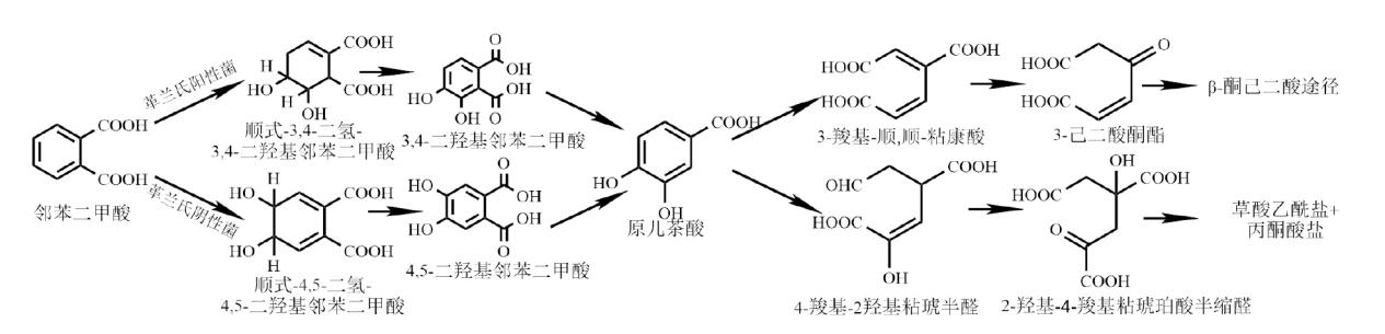 邻苯二甲酸的好氧降解途径