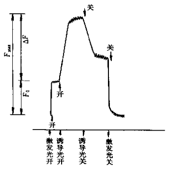 叶绿体光诱导荧光强度图谱