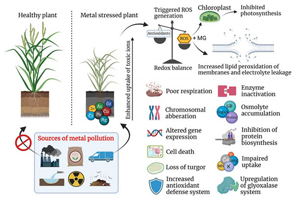 重金属对植物的植物毒性效应和植物耐受金属毒性的不同防御反应的示意图