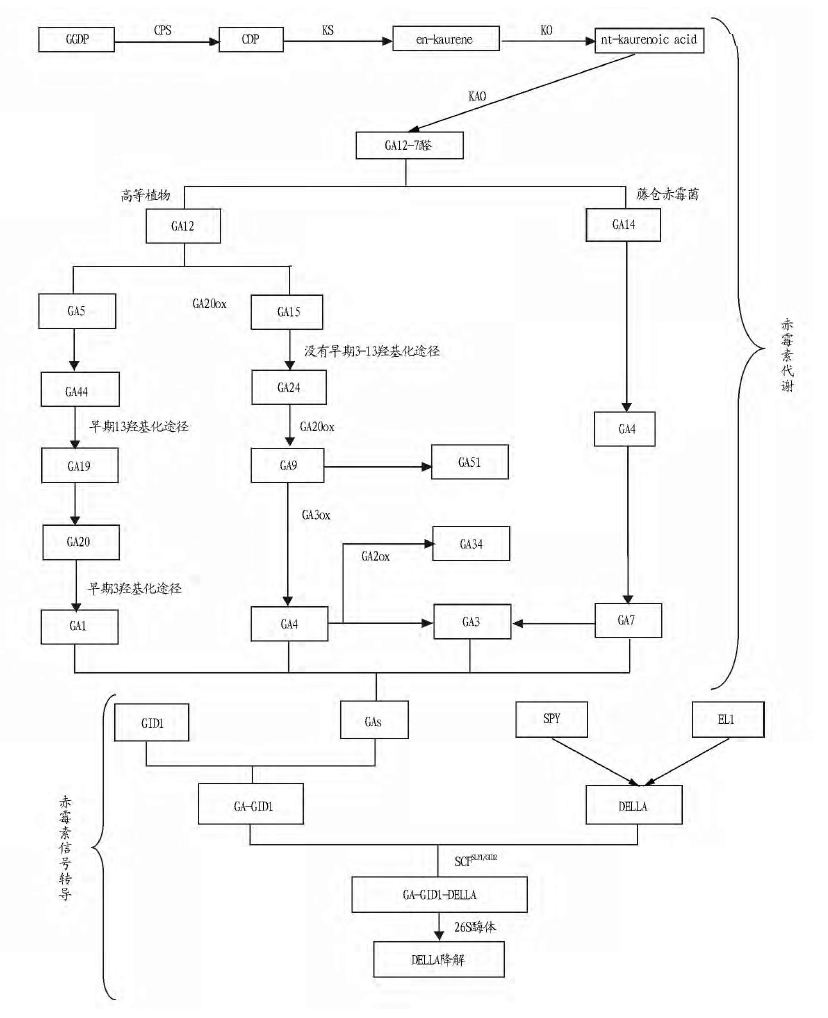 赤霉素代谢途径及信号转导途径