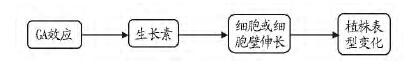 GA对植株表型的影响