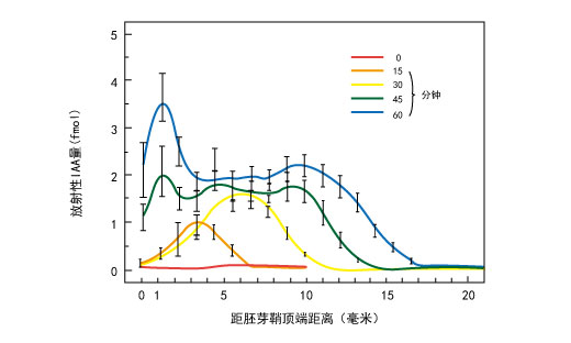 微量放射性IAA从玉米胚芽鞘顶端向下运输